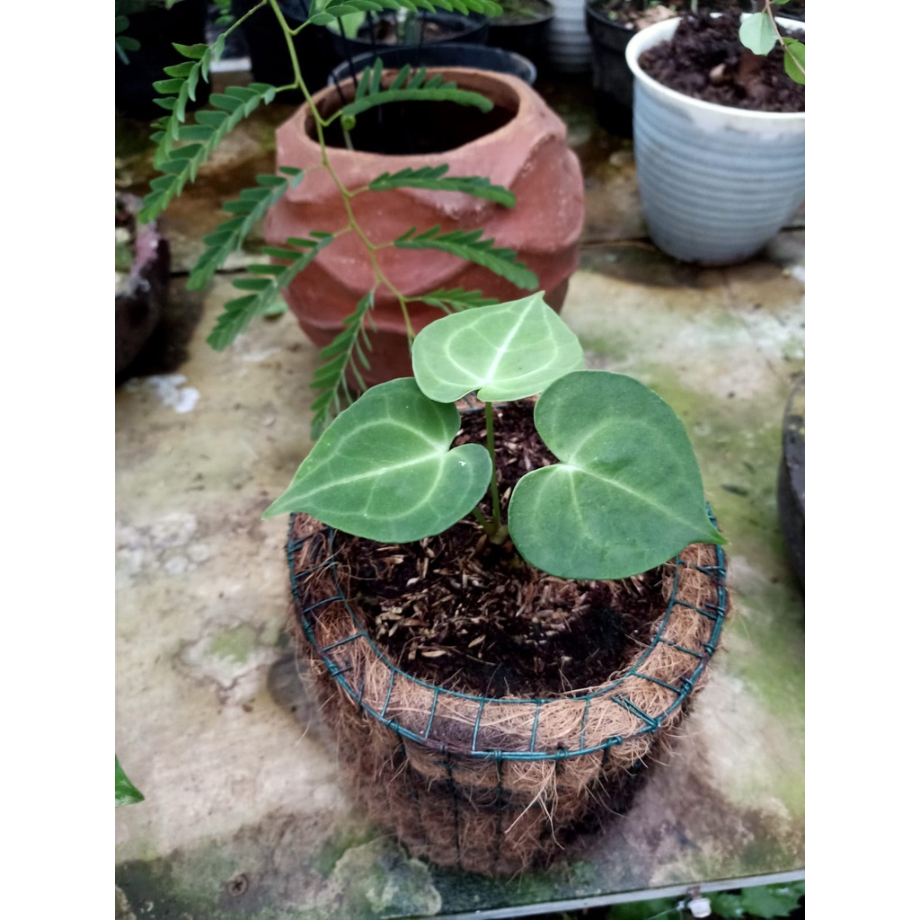 bibit tanaman hias kuping gajah tarantula hitam ORI baby medium