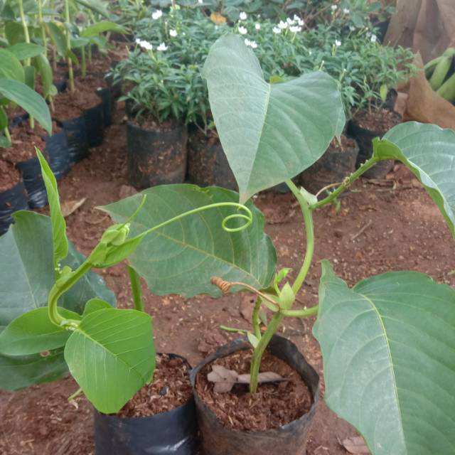 Pohon Markisa jumbo Tanaman Buah Erbis