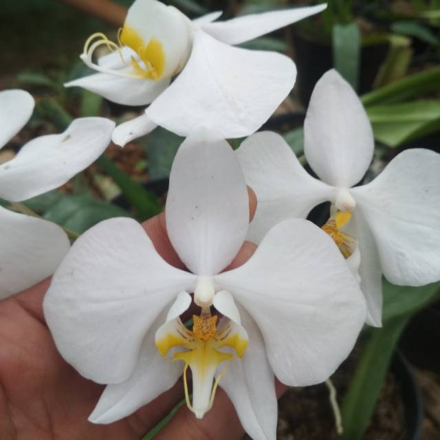 Phalaenopsis amabilis