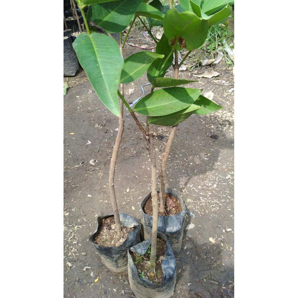 Bibit Jambu Air Madu Deli