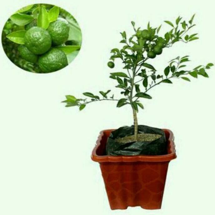 Bibit Jeruk Limau Kasturi Berbuah