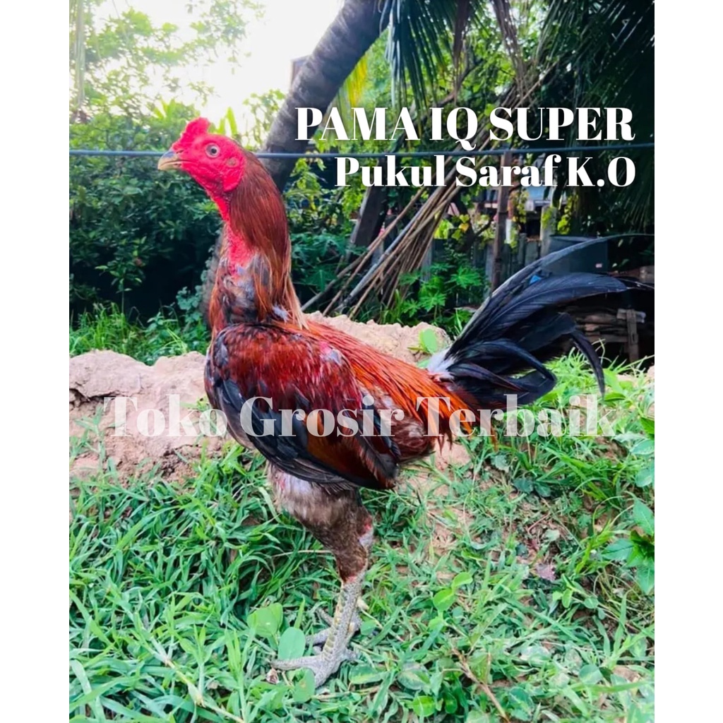 Ayam Bangkok Asli Thailand PAMA IQ super pukul saraf telur tetas garansi 3 hari per pcs
