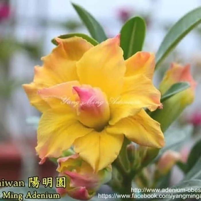 Terbaru Bibit Tanaman Adenium / Kamboja Jepang-Dun Huang