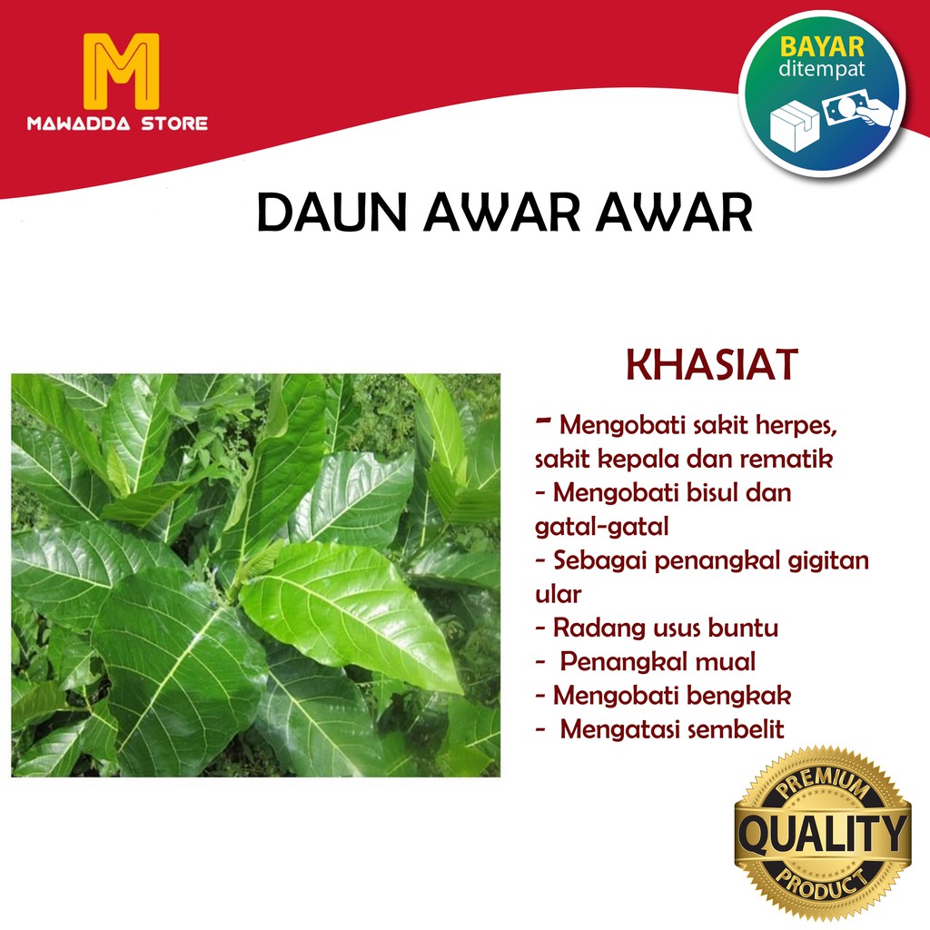 

Daun Awar Awar Segar - Obat Herbal