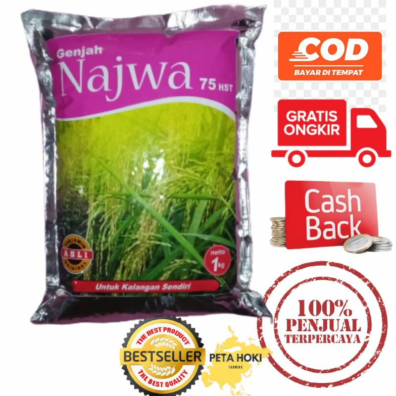 benih padi najwa 75 hari panen genjah cepat panen bulir mirip basmati india