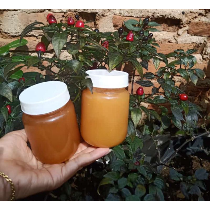 

madu hutan sumatra