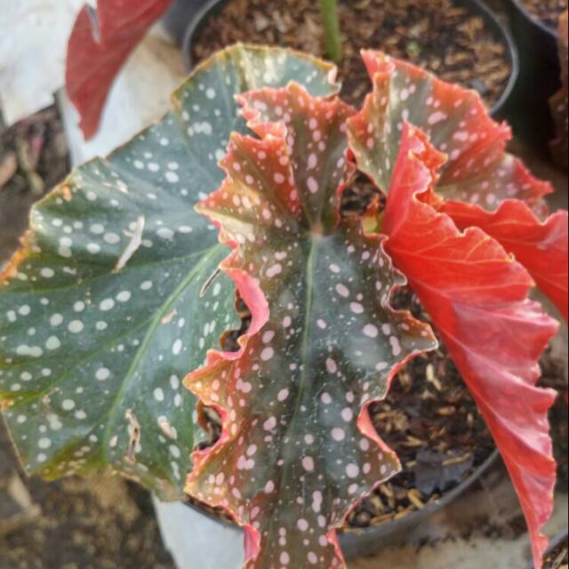 Tanaman begonia polkadot merah -begonia mocca