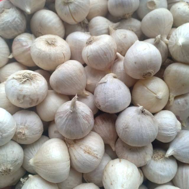

Bawang putih tunggal/bawang lanang 250gr