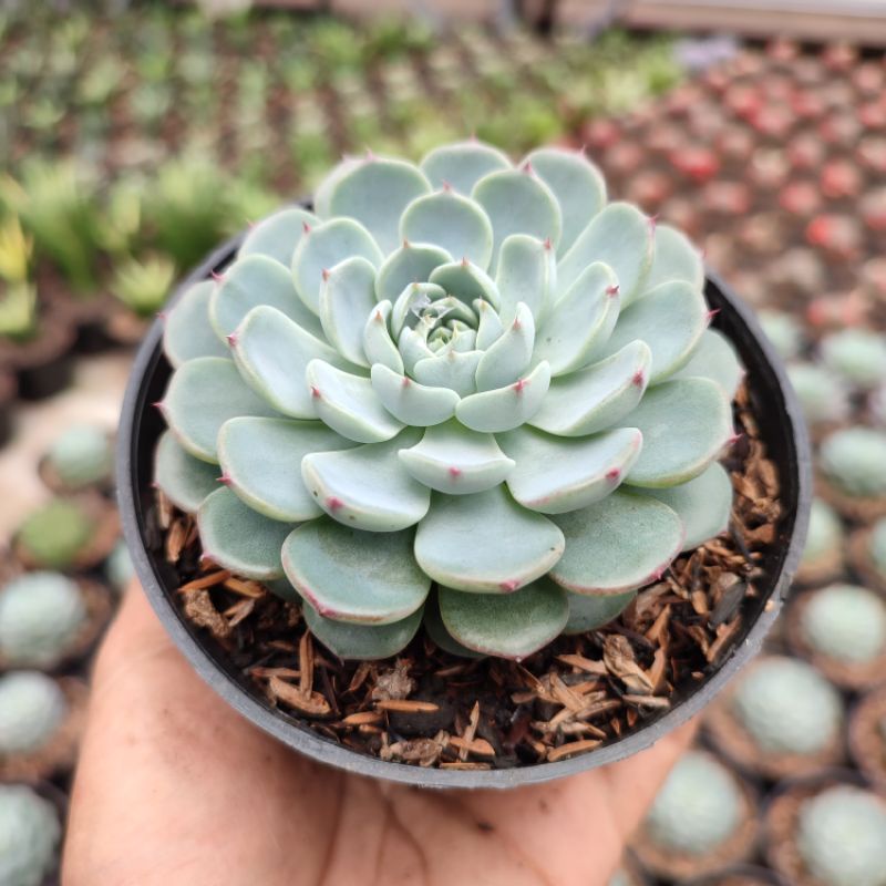 Echeveria Minima | DP 10cm | Sukulen