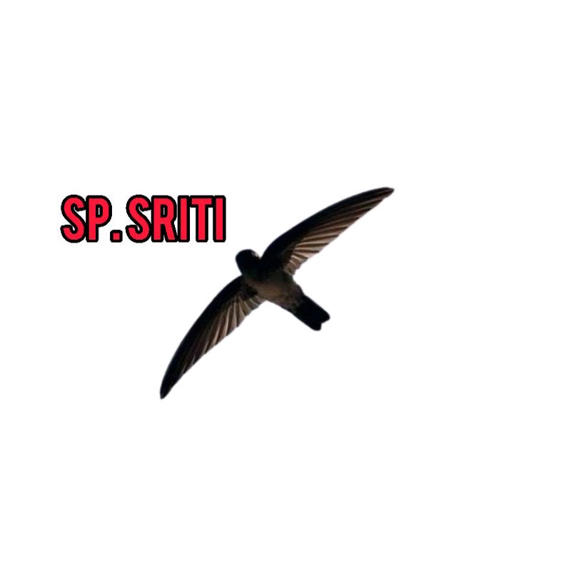 DIJAMIN RESPON.. SUARA PANGGIL BURUNG SRITI/SUARA BURUNG SRITI/SUARA SRITI/ SUARA PIKAT BURUNG/ BURU