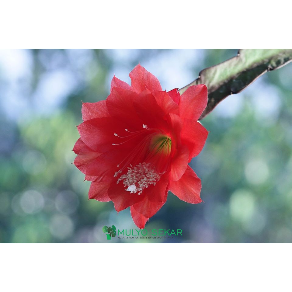 wijaya kusuma merah ackermannii Epiphyllum Orchid cactus bunga besar