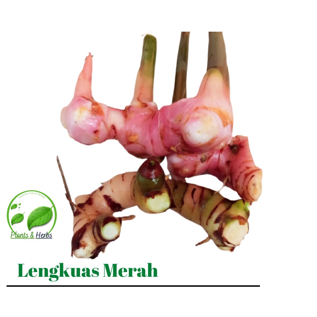 

PROMO Lengkuas Merah 1Kg - Laos Merah Atau Laja