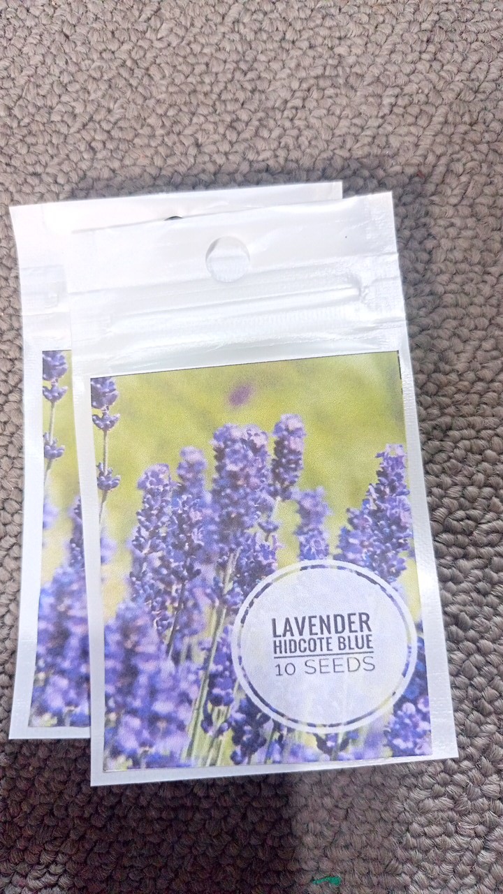 Lavender Hidcote Blue 10 Biji (benih Biji Bibit Tanaman Bunga)