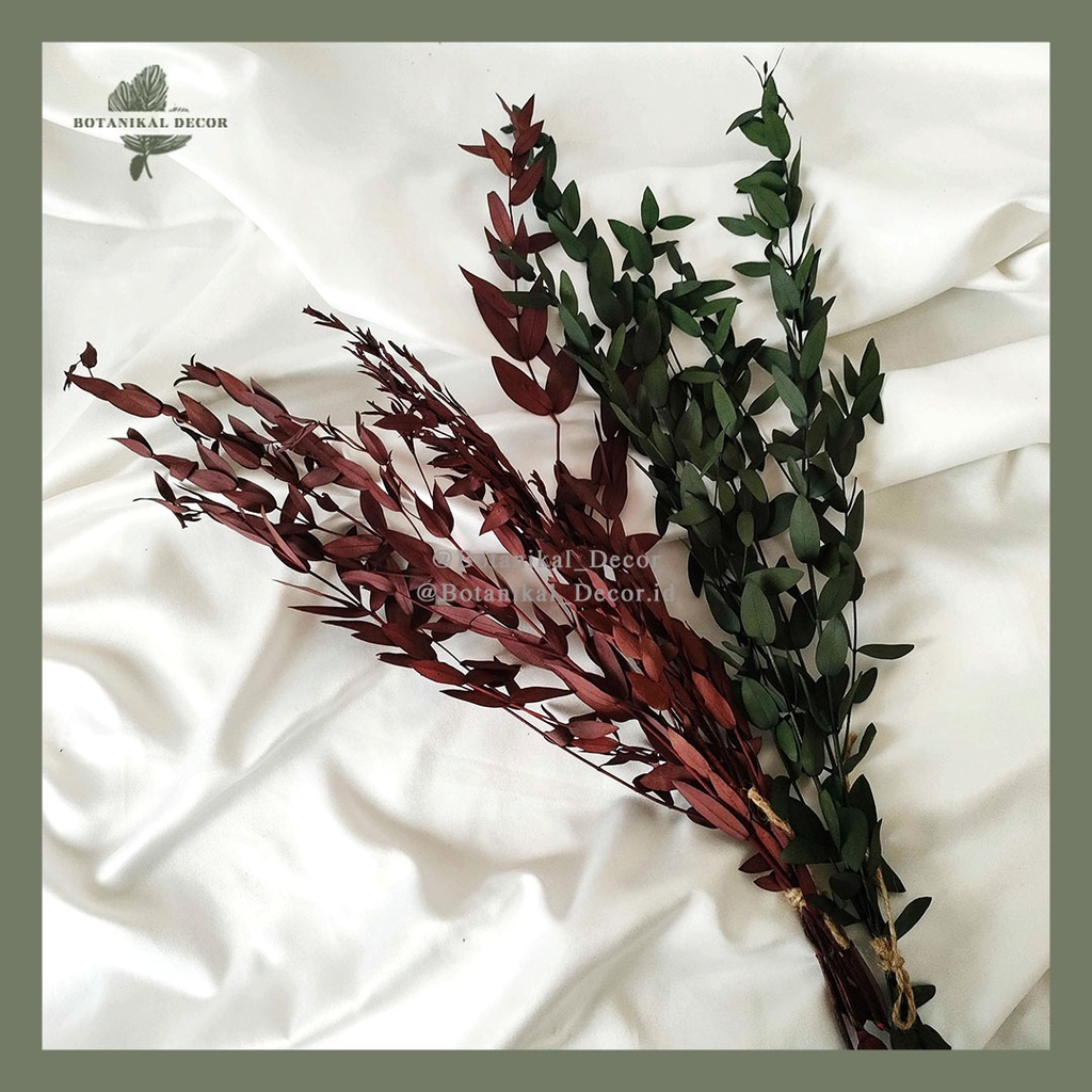Preserved Gunni Eucalyptus Daun Kering Dekorasi Rumah