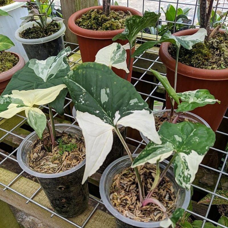 DIARY PETANI - Syngonium Albo Mewah