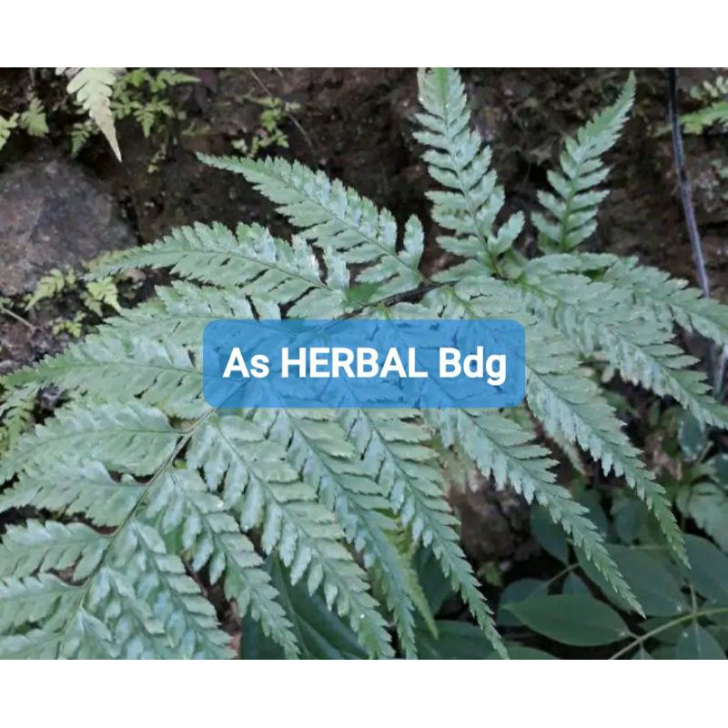 

Daun pakis hutan segar 300 gram-az