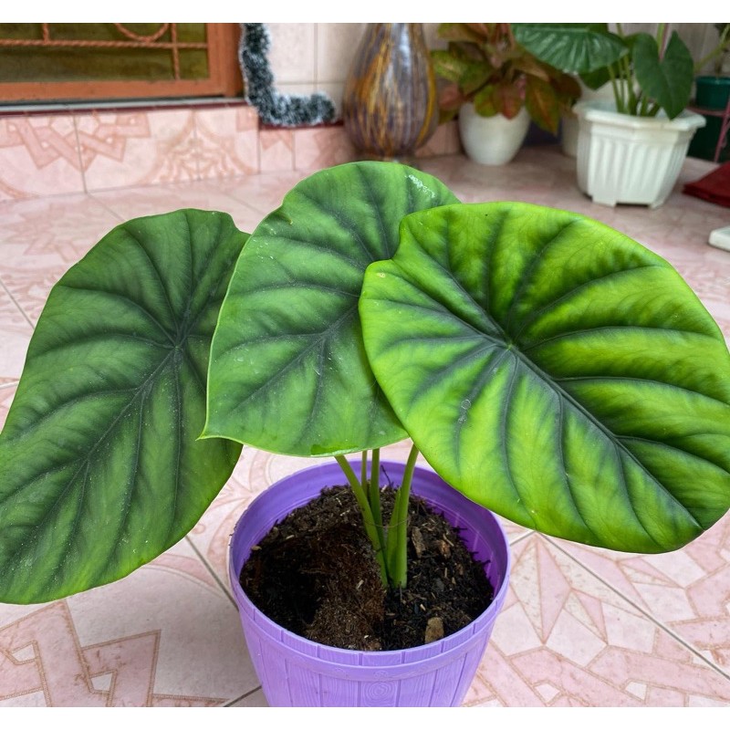 Keladi tengkorak hijau