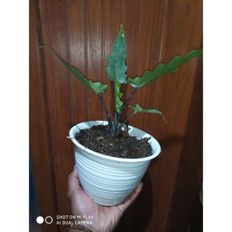 tanaman hias alokasia lautherbacia keris papua