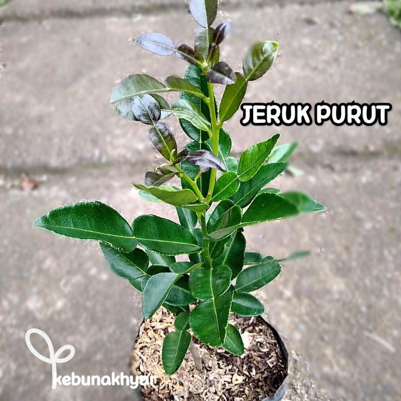 Bibit Jeruk Purut Tanaman Buah Jeruk Purut Pohon Jeruk Purut