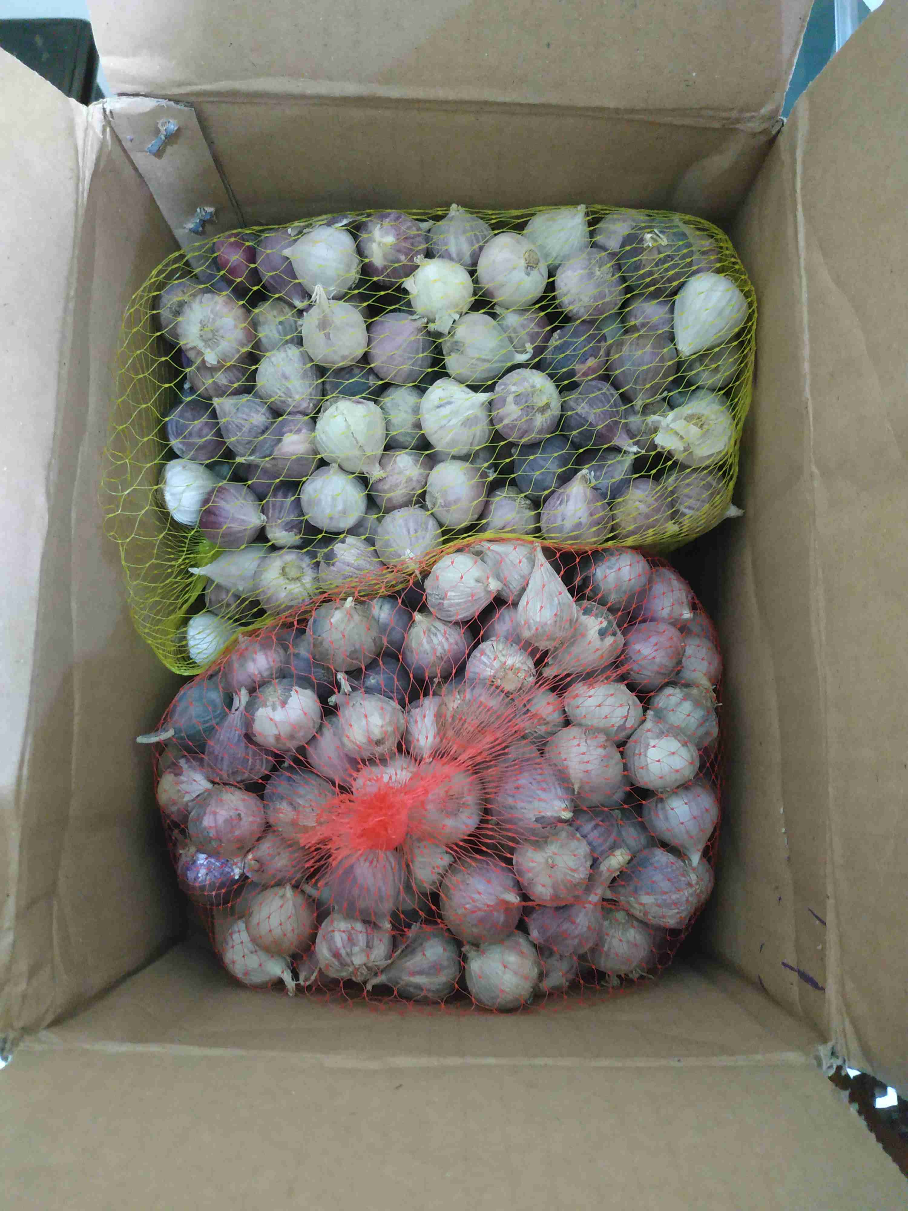 Bawang PUTIH lanang/bawang putih tunggal GRADE SUPER