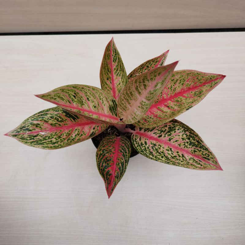 aglonema Red legacy