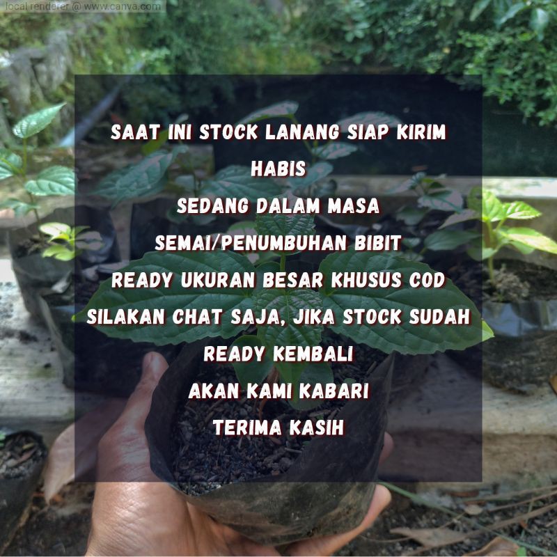 bibit pohon lanang untuk ecoprint / kanjeng jaler / oroxylum indicum