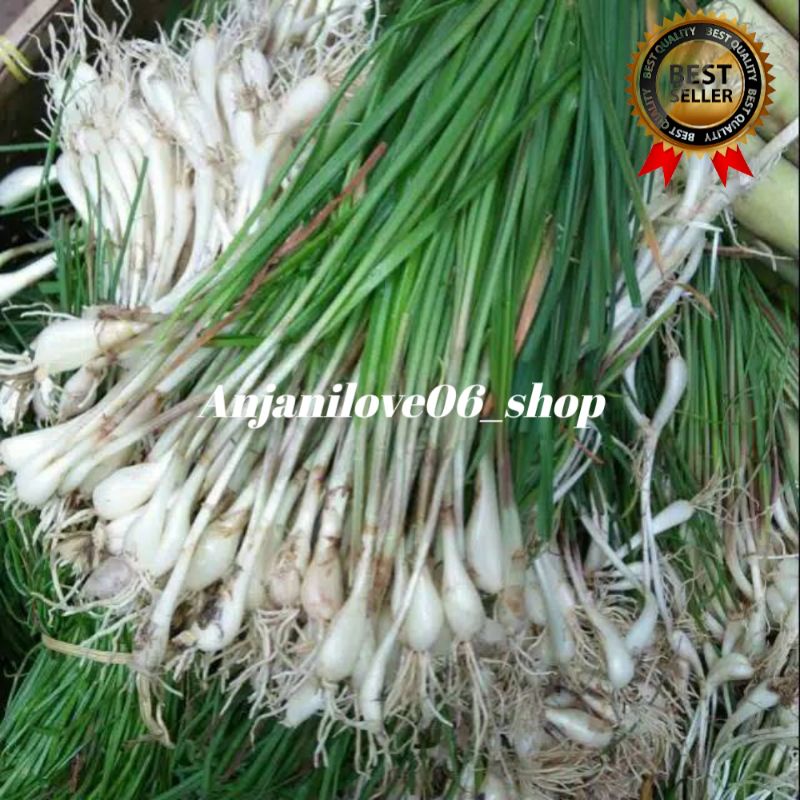 

BAWANG BATAK/BAWANG RAMBU SATU IKAT