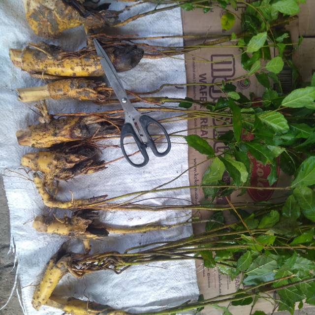 dongkelan serut bahan bonsai