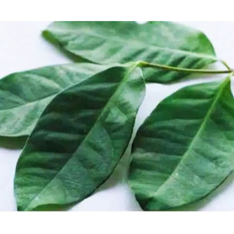 

Sayur Segar - Daun Salam Per Pack