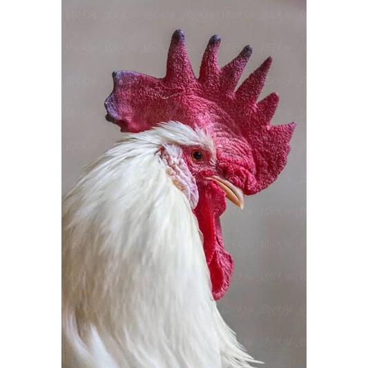 

TELUR AYAM HIAS LEGHORN WHITE FERTIL UNTUK DITETASKAN