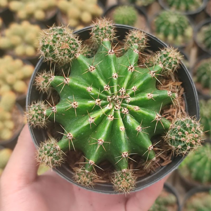 Echinopsis oxygona big size/ Kaktus Ownroot