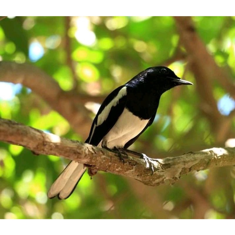 burung kacer jantan KL pilihan muda utan prospek
