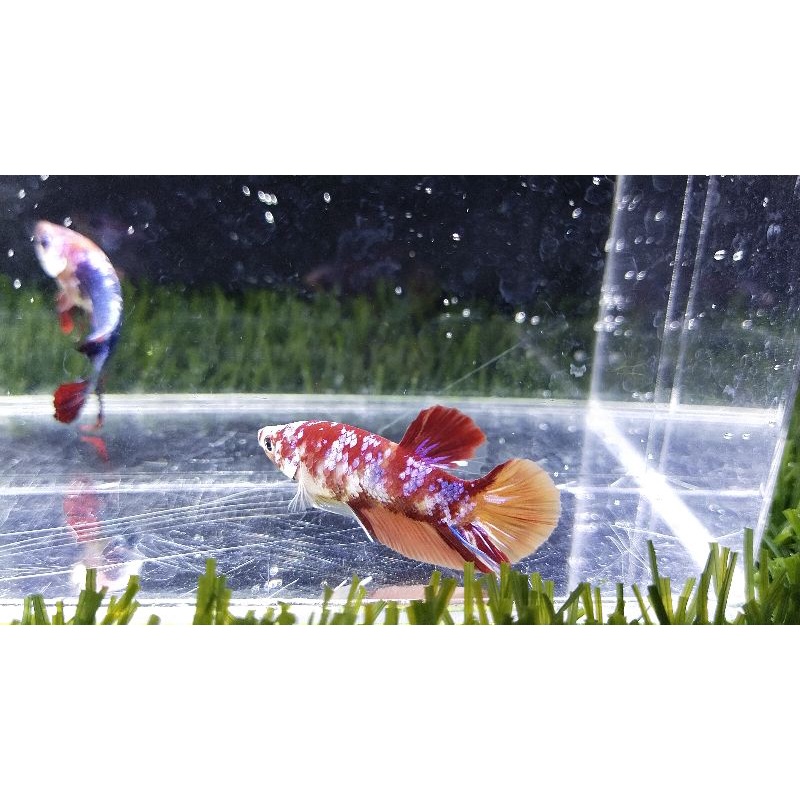 Red koi galaxy multicolor