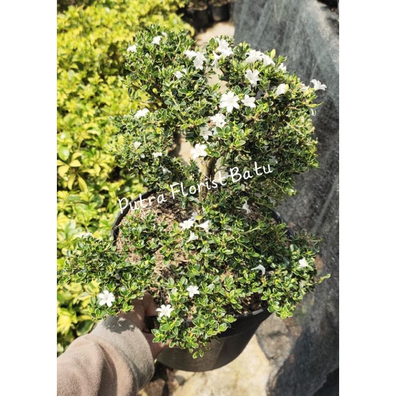 Bonsai Tanaman Mirten Melati Jepang XL