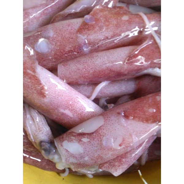 

cumi cumi segar ukuran sedang