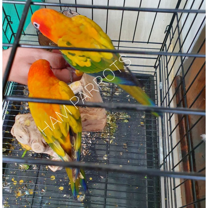 Indukan sunconure HY