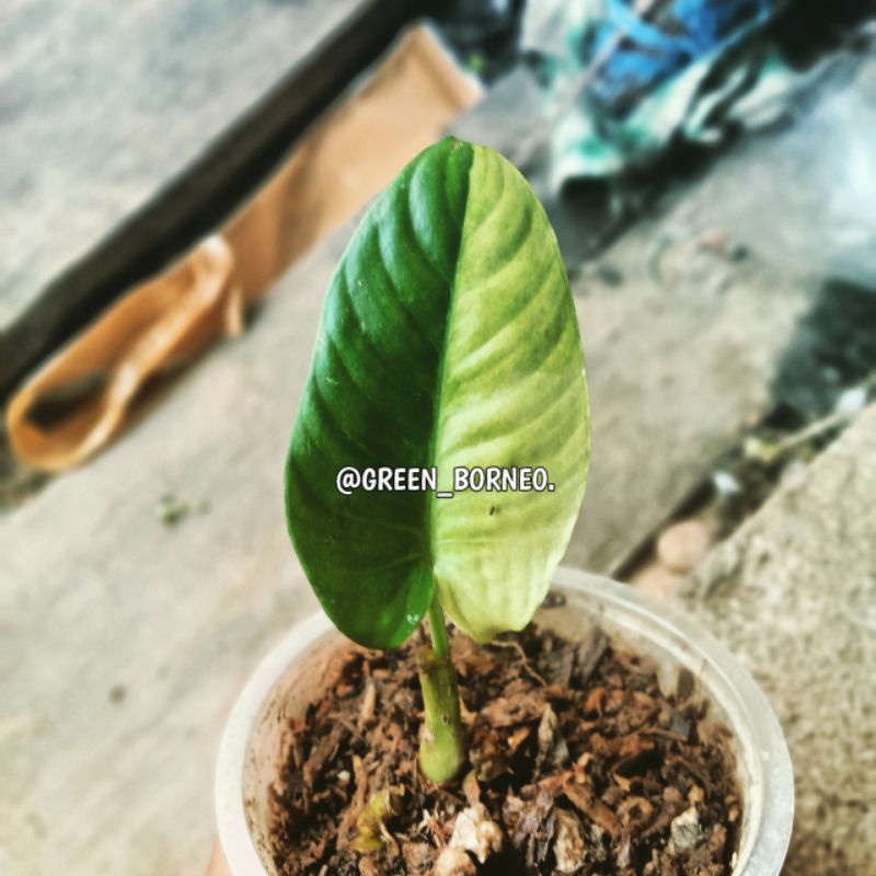 ANAKAN HOMALOMENA VARIGATA SP KALIMANTAN