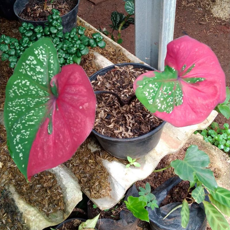 tanaman hias keladi baret hijau merah