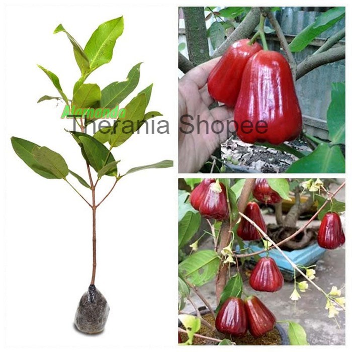 Tanaman Jambu Air Kesuma Merah