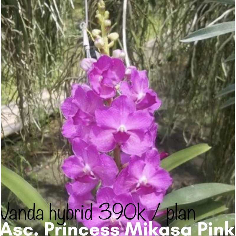 Bibit_Botolan_Vanda_Hybrid