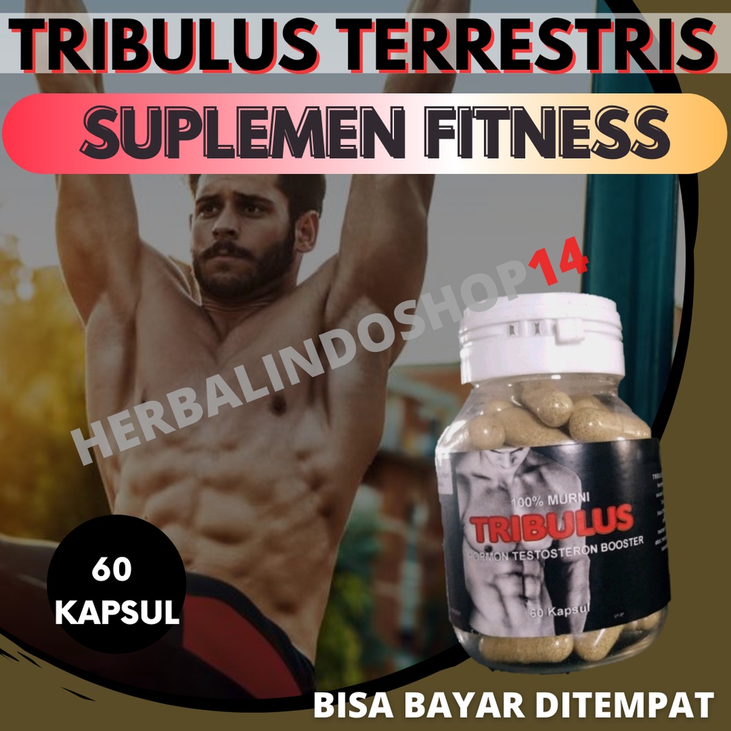 ORIGINAL SUPLEMEN FITNES PEMBENTUK OTOT FITNESS - TRIBULUS TERRESTRIS HERBAL ASLI - ISI 60 KAPSUL -