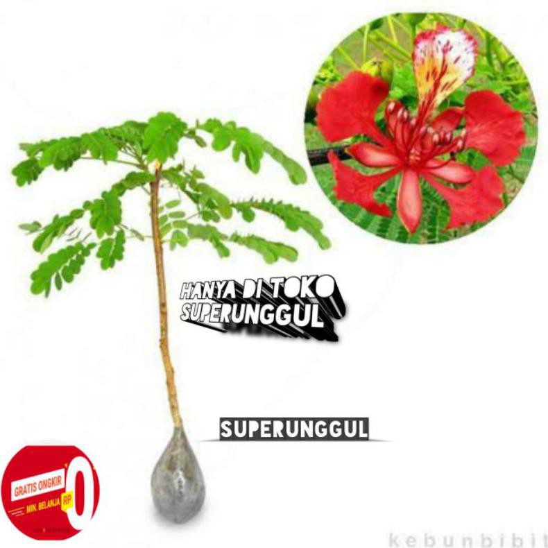 Bibit bunga flamboyan