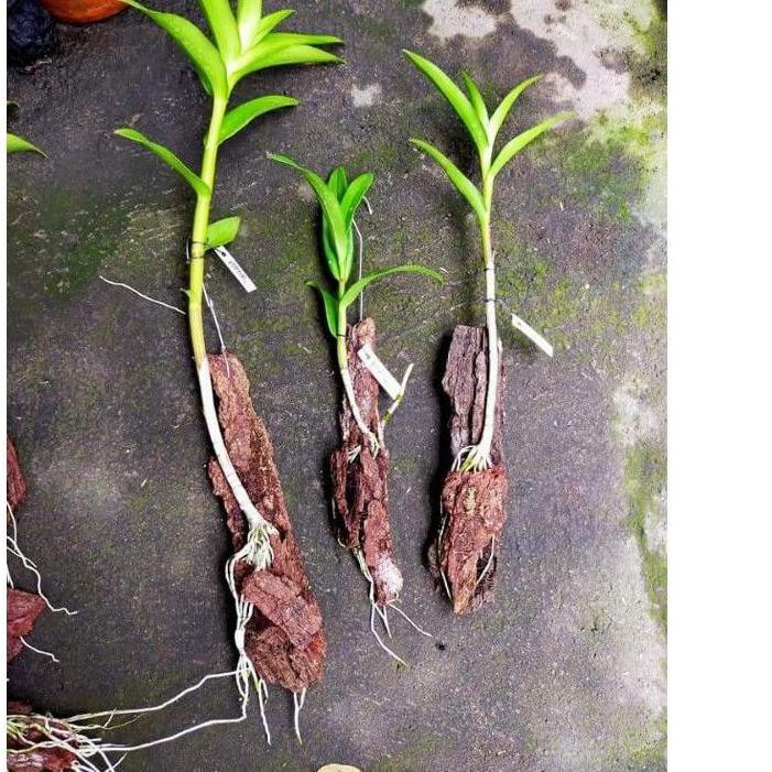 [TREN BARU] kekii anggrek dendrobium capung bali o(〃＾▽＾)o