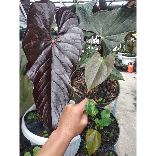 anthurium modeanum