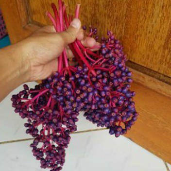 

READY!!! Buah Parijoto segar 1 kg