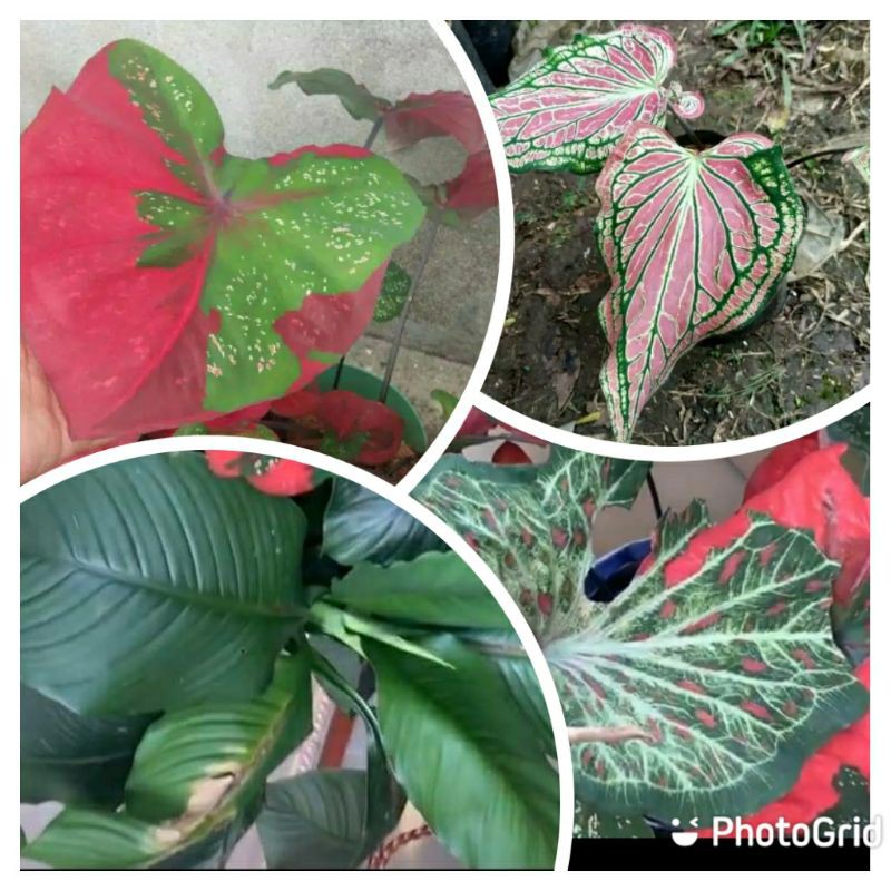 tanaman hias Keladi paket hemat 4 jenis keladi