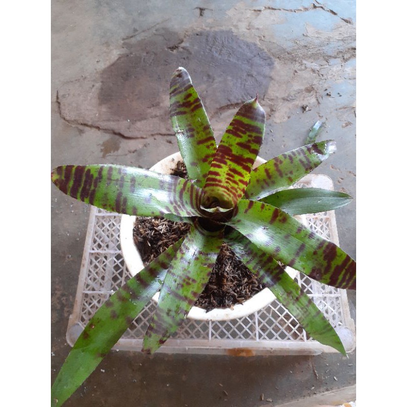 tanaman hias brmelia tiger/bromelia batik