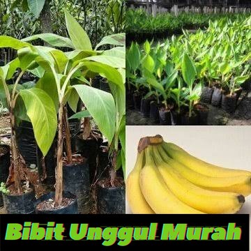 Asli! Bibit pisang cavendish Terlaris