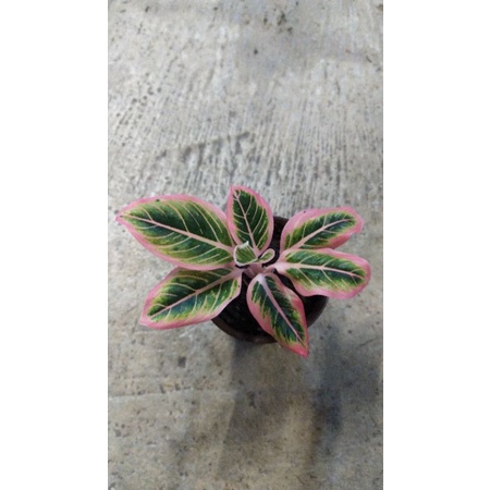 Tanaman hias Aglaonema Lotus