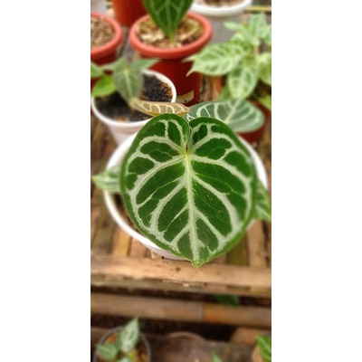 Anthurium dorayaki